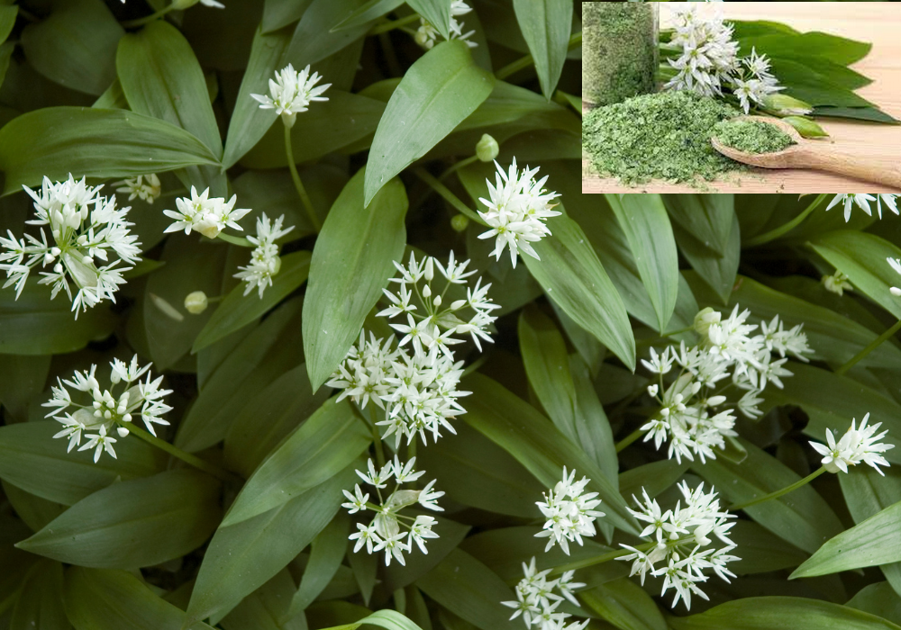 wildgarlic_980950565_1295634008